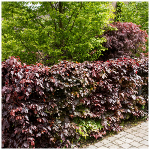 20 Copper Purple Beech 2-3ft Tall Hedging Trees, Stunning all Year Colour 60-90cm