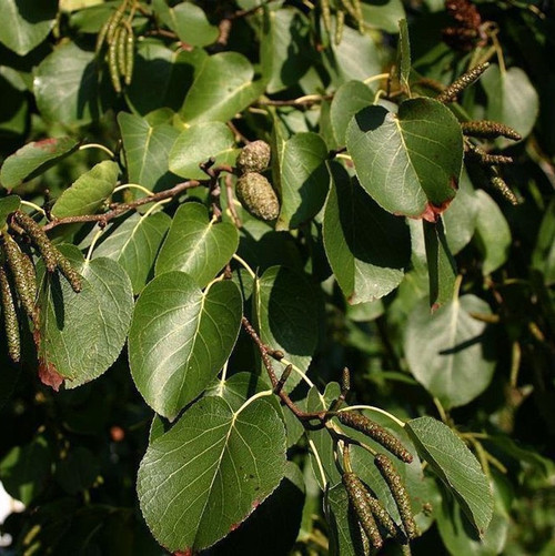 10 Italian Alder Hedging 2-3ft ,Alnus Cordata Trees.Very Quick Wind Break Hedge