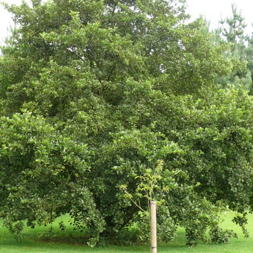 3 Common Alder Hedging,Alnus Glutinosa 2-3ft Trees,Great For Wildlife & Shade