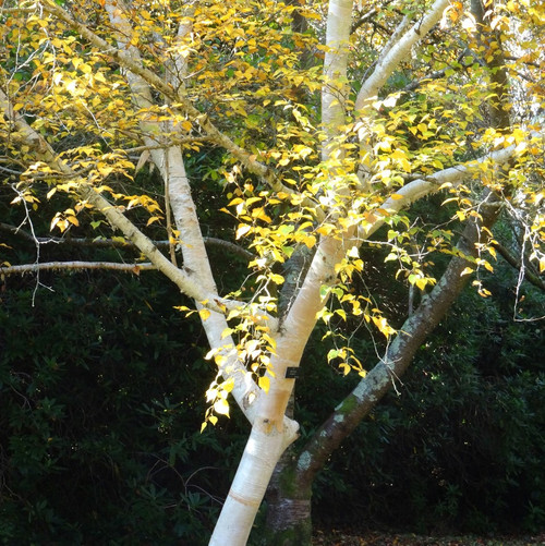 7 Silver Birch Jacquemontii 4-5ft Stunning Trees, Himalyan White Birch, Betula