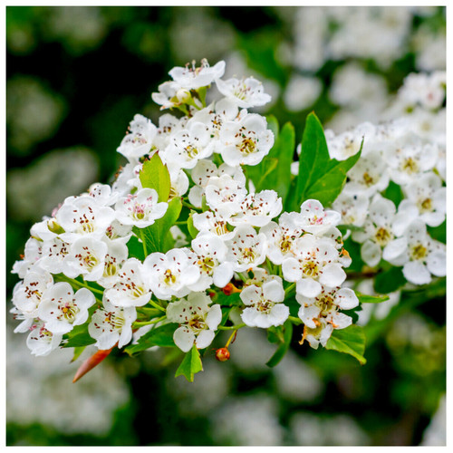 3 Hawthorn Hedging Plants 20-30cm Tall In 1L Pots ,Wildlife Friendly Hawthorne Hedges