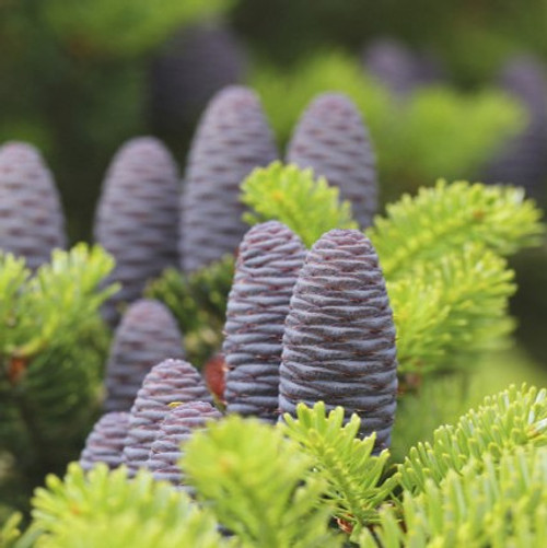 3 Korean Fir Trees / Abies Koreana, 15-20cm Tall, Very Popular Ornamental Plant