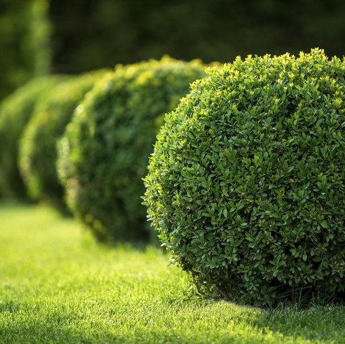 100 Common Box / Buxus Sempervirens, 30-40cm Hedging Plants, Evergreen