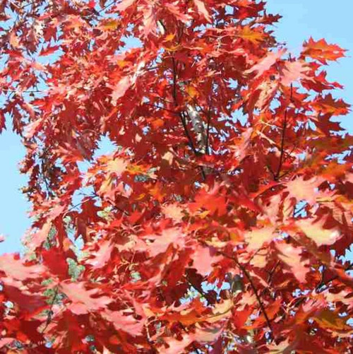 3 Red Oak Trees 1-2ft Tall Quercus Rubra Hedging Plants, Bright Autumn Colour