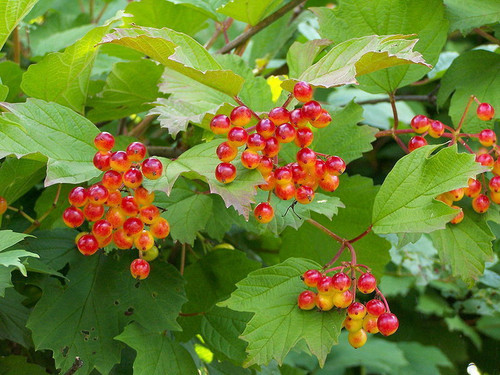 20 Guelder Rose Hedging Plants 30-40cm Viburnum Opulus Native Hedge,Flower & Berries