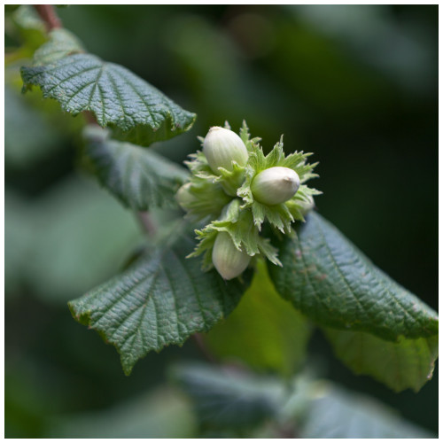 3 Hazel Plants, 40-60cm Flowering Edible Nut Hedge Wildlife Friendly Hedge