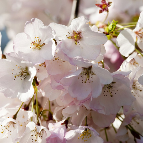 Japanese Amanogawa Pink Flowering Cherry 4-5ft Tall In 3L Pot,Upright Growing.Prunus Serrulata