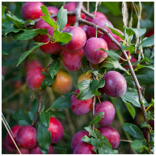 Big Juicy Victoria Plum Tree, 4-5ft Tall, Self Fertile & Juicy, Ready to Fruit