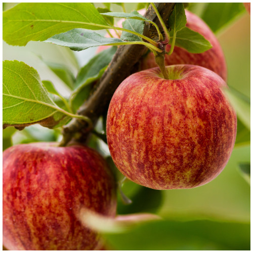 Gala Apple Tree 3-4ft, in a 6L Pot, Self-Fertile, Sweet Flavour, Good For Juice