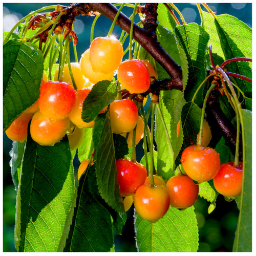 Merton Glory Cherry Tree 4-5ft Tall Large, Red-Flushed, Sweet & Juicy Cherries
