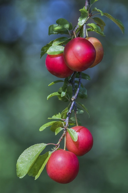 5 Cherry Plum Trees / Prunus Cerasifera / Myrobalan, 60-90cm Tall ...