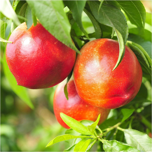 Dwarf Patio Nectarine Tree, In a 5L Pot, Miniature Self-Fertile & Heavy Cropping