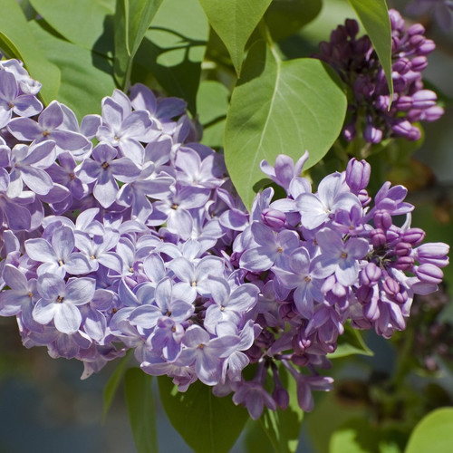 Common Lilac Tree 40-60cm Tall Shrub, Fragant Purple Flowers, Syringa Vulgaris