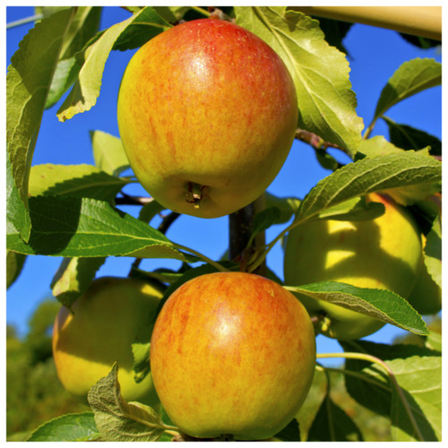 Cox's Orange Pippin Apple Tree 3-4ft,6L Pot,Ready to Fruit,Classic English Apple