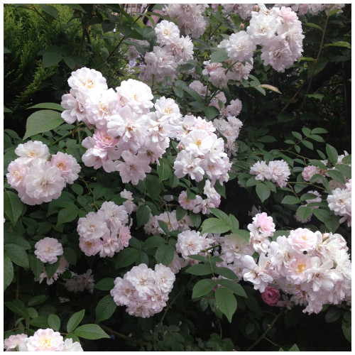 'Paul's Himalayan Musk' Rambling Rose Bush, With Double Pale Pink Flowers