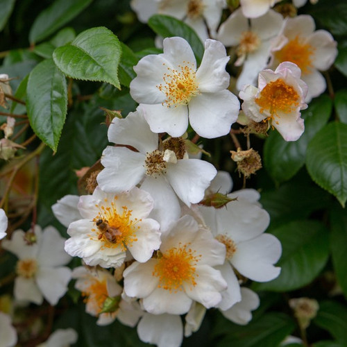 Wedding Day Scrambler Rose Bush, Stunning Clusters Of Flowers