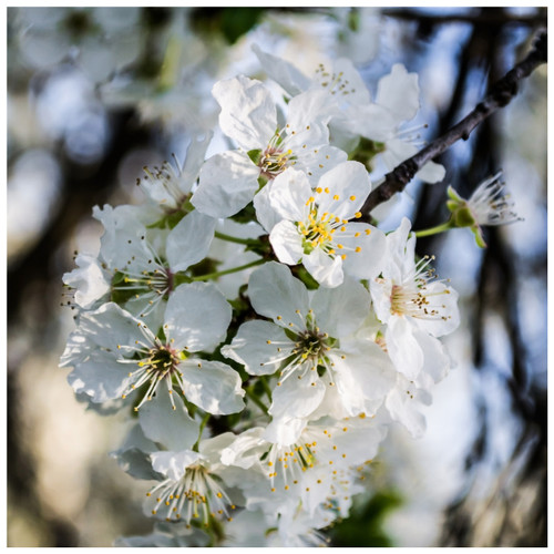 7 Wild Cherry Trees 4-5ft Stunning Blossom, Edible Cherries & Wild Bird Food