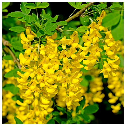 Common Laburnum Tree 50-80cm Tall Laburnum Anagyroides / Golden Rain / Golden Chain