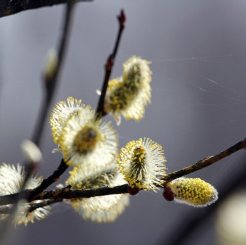 5 Goat Willow - Salix Caprea 2-3ft The Great Sallow Trees, Pussy Willow Trees