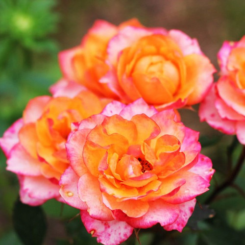 'Sheila's Perfume' Fragrant Floribunda Rose Bush Striking Bloom Yellow Edged With Red 'Sheila's Perfume' Fragrant Floribunda Rose Bush Striking Bloom Yellow Edged With Red