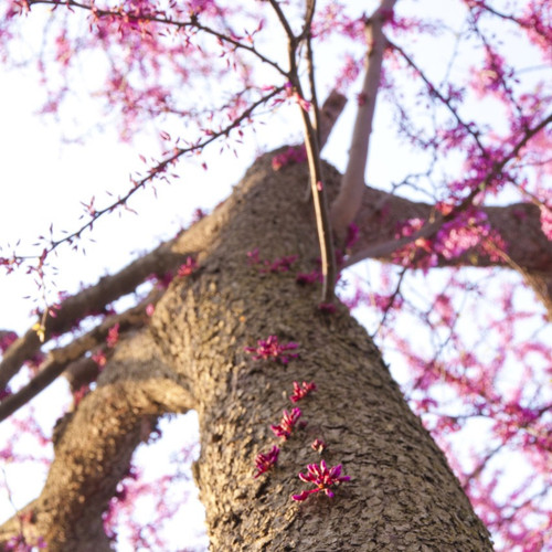 Cercis Siliquastrum / Judas / Love Tree / Redbud, 40-60cm Tall In 9cm Pot