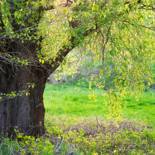 3 Salix Fragilis / Crack Willow, 3-4ft Tall, One of  Largest Native Willows