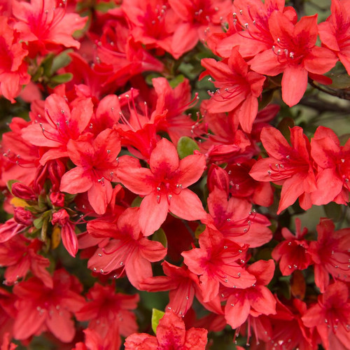Azalea Rhododendron Addy Wery, Bushy Potted Plant, Orange Red Flowers