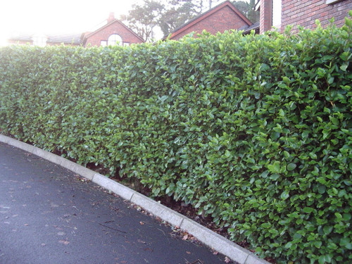 40 Griselinia Evergreen Hedging Plants 30-50cm, Fast Growing New Zealand Laurel