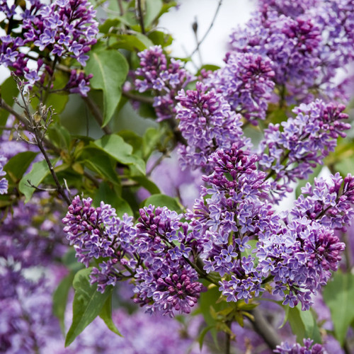 'Sensation' Syringa Vulgaris - Branched Lilac Tree 1ft Tall Shrub in a 2L Pot