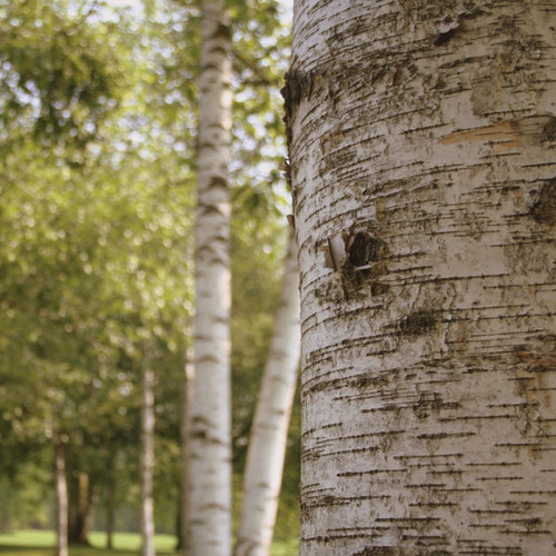 3 Silver Birch Tree 2-3ft Tall In 9cm Pots Stunning Winter Colour,Betula Pendula Plant