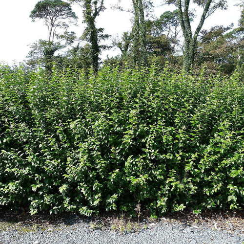 1 Green Privet Plant 2-3ft,Evergreen Hedging,Grow a Quick,Dense Hedge 2L Pot