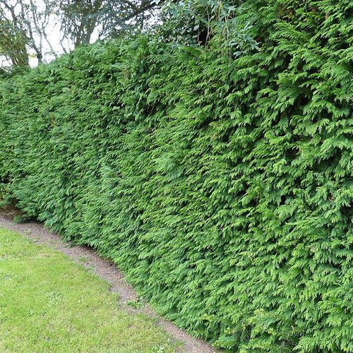 10 Western Red Cedar /Thuja 'Gelderland' Trees 2ft tall in 2L Pots Fast Growing Evergreen Hedging
