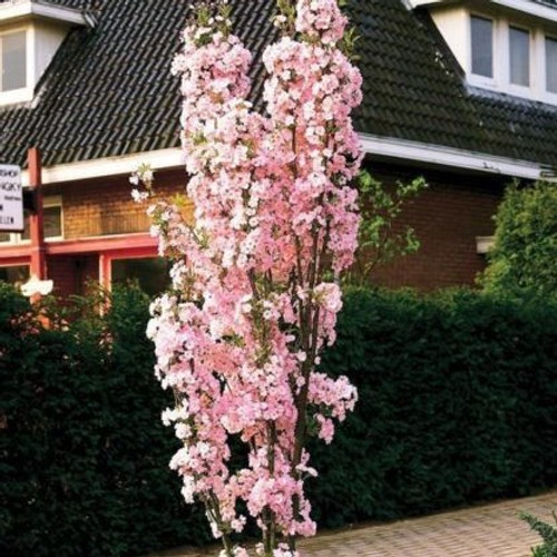 Japanese Amanogawa Pink Flowering Cherry 4-5ft,Upright Growing.Prunus Serrulata