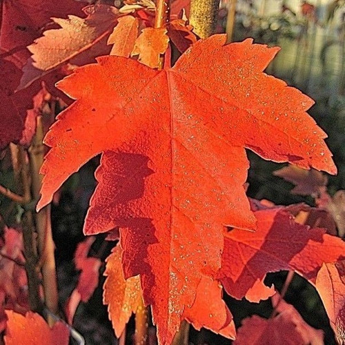 Acer Rubrum 'Sun Valley' / Maple In 2L Pot Stunning Autumn Colours