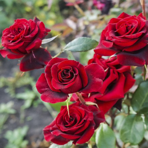 Rosa 'Deep Secret' Hybrid Tea Rose Bush, Double Deep Crimson Flowers