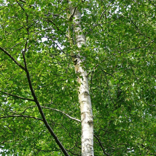 10 Silver Birch 5-6ft  Stunning  Mature Specimen Trees, Betula Pendula
