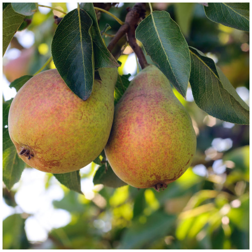 Clapp's Favourite Pear Tree 4-5ft Tall, Juicy Dessert Pear With Sweet Flavour