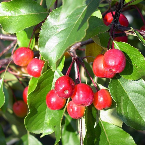 Crab Apple / Malus 'RUDOLPH' Tree in 2L Pot, Make Your Own Jelly !