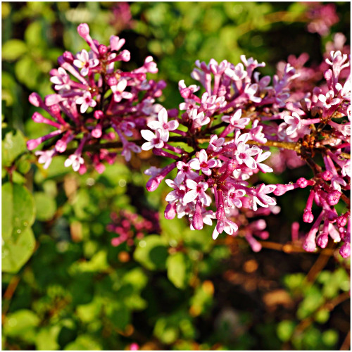 Syringa Bloomerang Pink Perfume, Patio Dwarf Lilac,  in 3L Pot, Highly Scented
