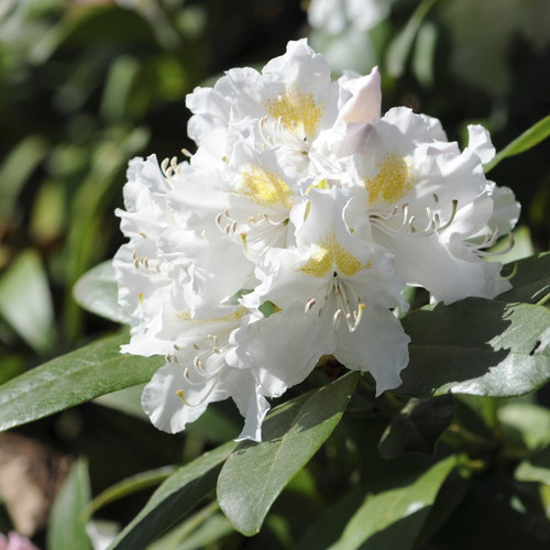 Rhododendron Cunningham's White, Bushy Potted Plant, Stunning White Flowers, 3fatpigs®