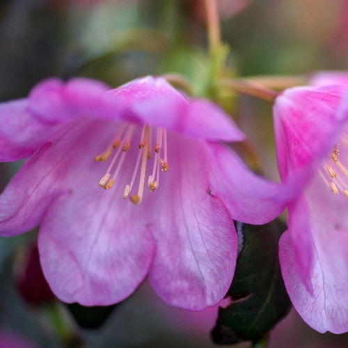 Azalea Rhododendron Snipe, Bushy Potted Plant, Stunning Lilac Flowers