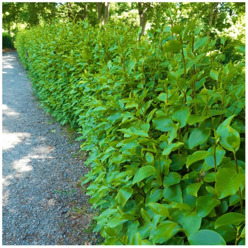 10 Griselinia Hedging Plants 2-3ft Tall, 2L Pots Multi-stemmed, Fast Growing