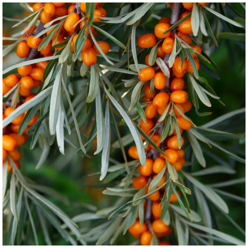 100 Sea Buckthorn Plants 2-3ft Edible Coastal Hedging, Hippophae Rhamnoides