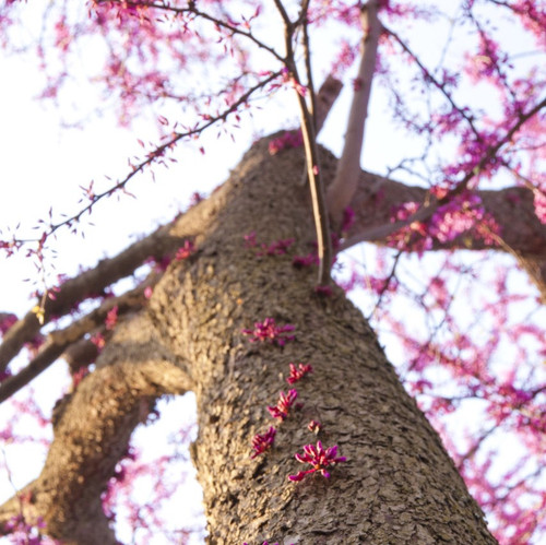 Cercis Siliquastrum / Judas / Love Tree / Redbud, 30-50cm Tall