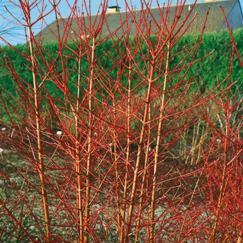 3 Midwinter Fire Dogwood / Cornus Sanguinea 30-50cm Tall, Flame-coloured Stems