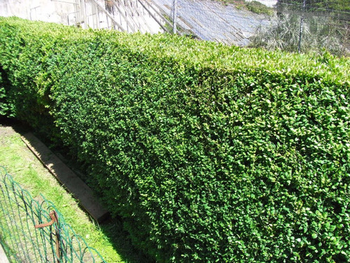 15 Common Box / Buxus Sempervirens, 30-40cm Hedging Plants, Evergreen