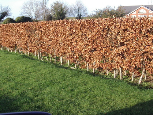 100 Copper Purple Beech 3-4ft Tall Hedging Trees, Stunning all Year Colour 90-120cm