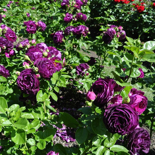 Rosa Twilight Zone Very Fragrant Grandiflora Rose Bush, Double Old Fashioned Flowers