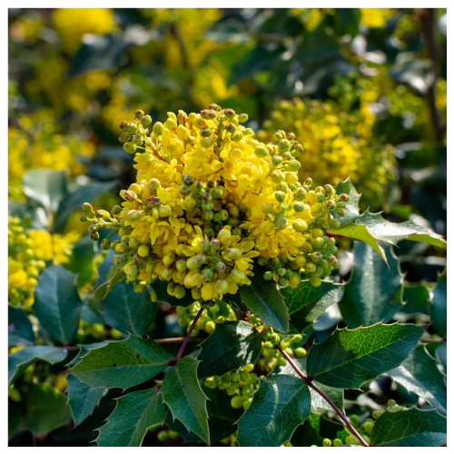 Mahonia 'Winter Sun' / Oregon Grape Winter Sun in 9cm Pot, Evergreen Shrub, Yellow Flowers