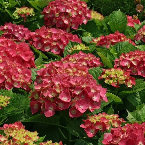 Hydrangea macrophylla 'Leuchtfeuer' In 2L Pot, Stunning Large Vibrant Flower Heads